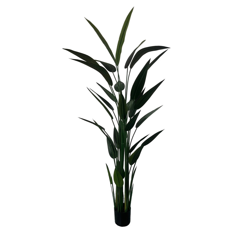 PIANTA STERLIZIA H210 CM PVC