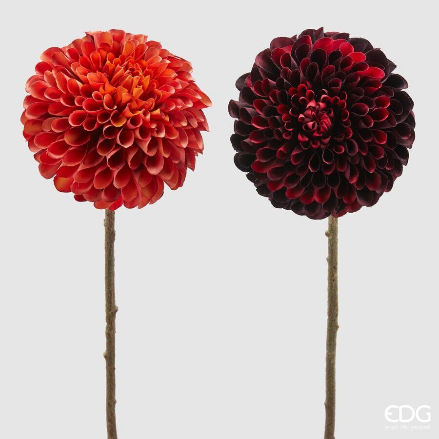 DALIA REX (2ASS)H66 C3