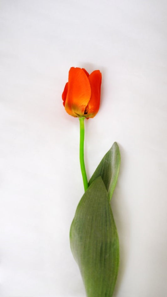 TULIPANO C/FOGLIE 67 CM.