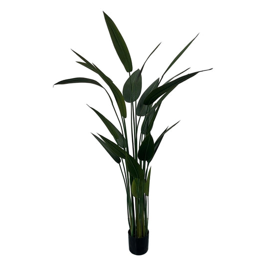 PIANTA STERLIZIA H160CM PVC