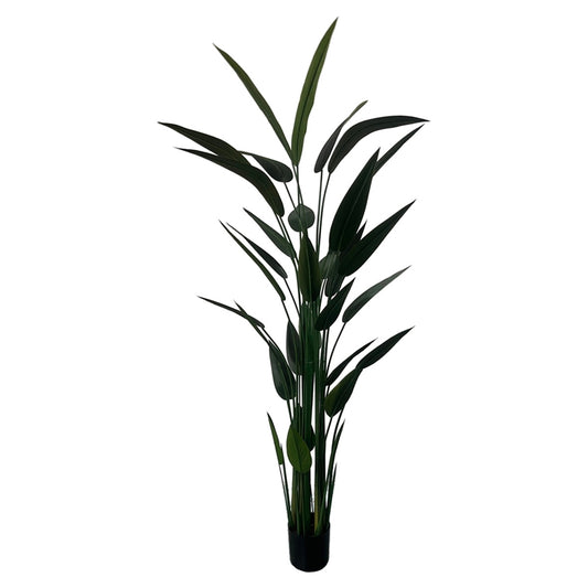 PIANTA STERLIZIA H210 CM PVC