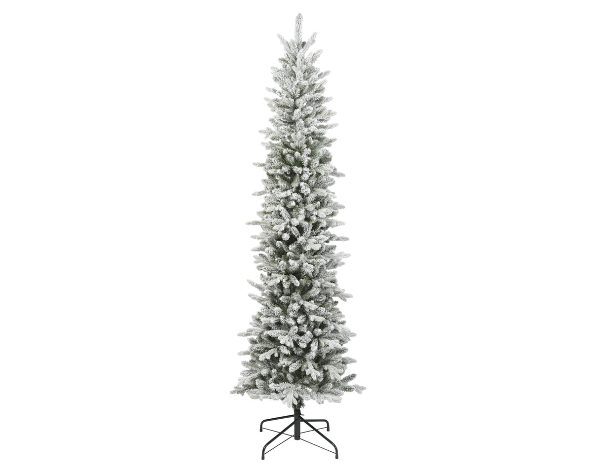 Slim fir snowy