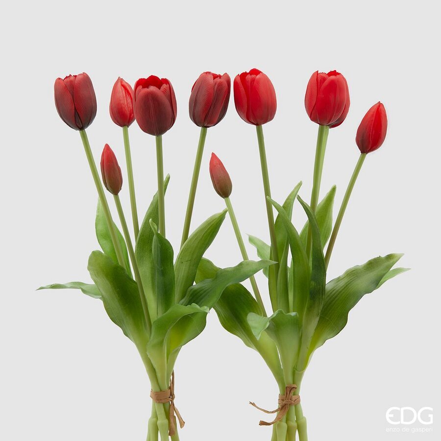 TULIPANO GOMM.OLIS MZ5PZH40(CHIUSI)C0 2