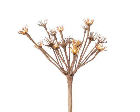 LED HOGWEED BR BROWN IND BO
