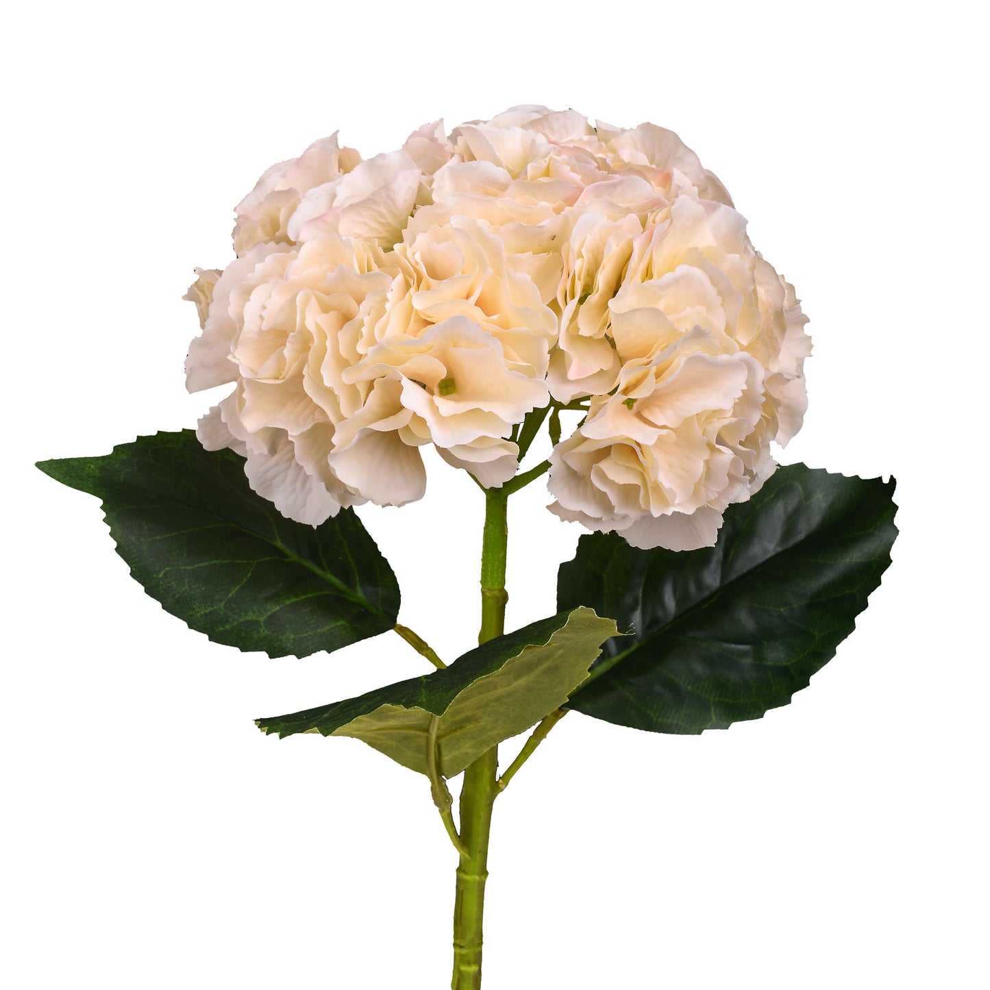 ORTENSIA 54 CM CREAM