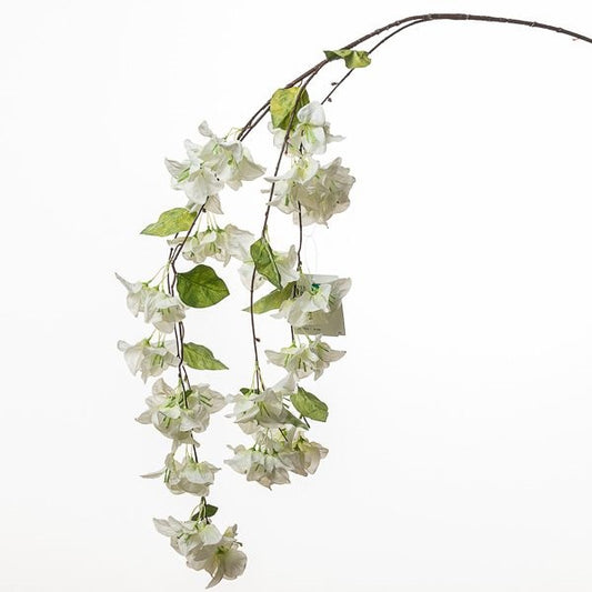 RAMO BOUGANVILLEA CM 150