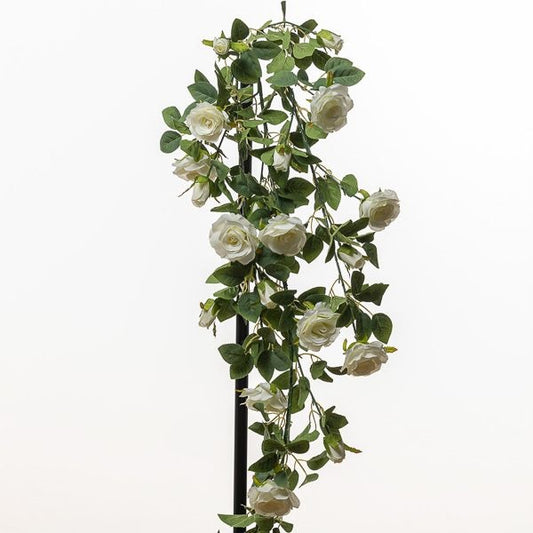 CADENTE ROSE CM 110