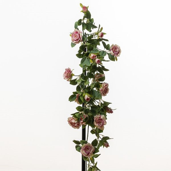 CADENTE ROSE CM 110