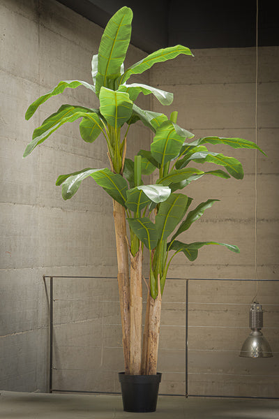 PIANTA BANANO CM 240