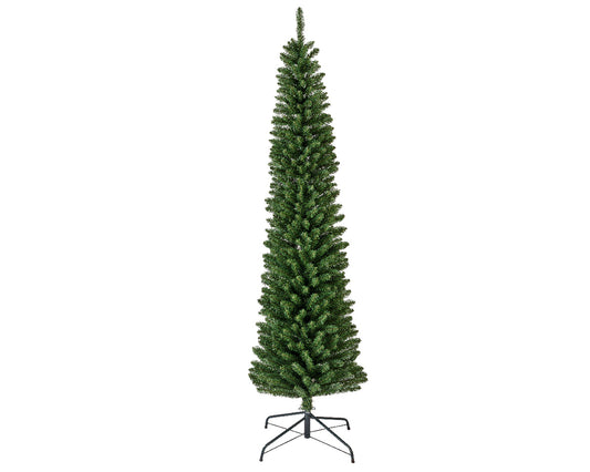 Pencil pine